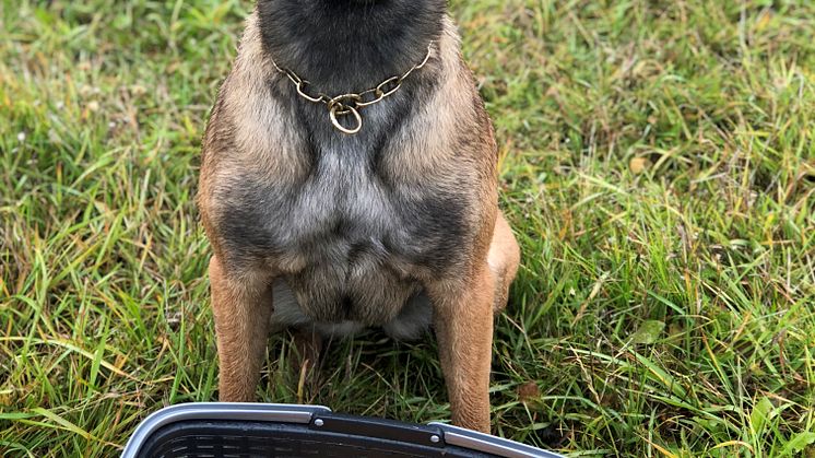 Hunden Civan och en hel korg med kantareller! 