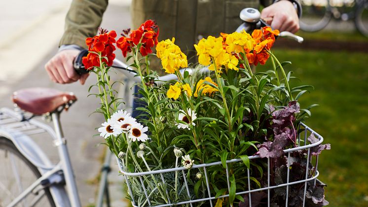Vårflirtsortimenet är ett premiumsortiment av vårblommor som är perfekta att kombinera med penséer och lökväxter.  Foto: Lina Arvidsson