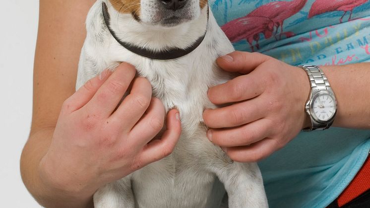 Hund och människa