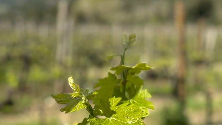 Cecchi_vine.jpg