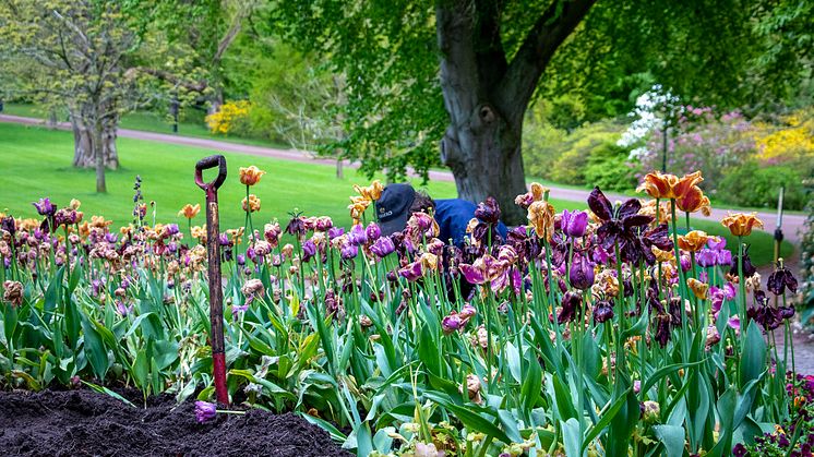 Årets vårflor grävs upp för att skänkas till skol- och fritidsförvaltningen i Helsingborg. Foto: Johanna Kärnstrand
