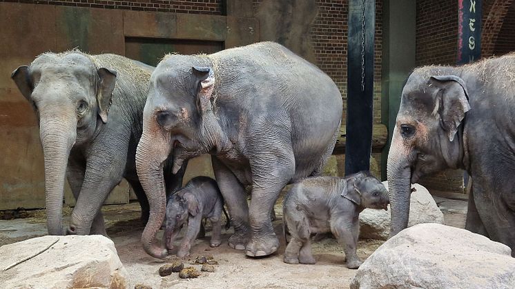 Die Elefantendamen Thuza, Kewa und Pantha mit den beiden Jungtieren - Foto: Zoo Leipzig