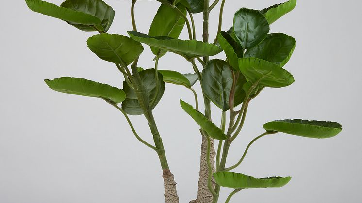 Kunstpflanze ARVID, 71 cm