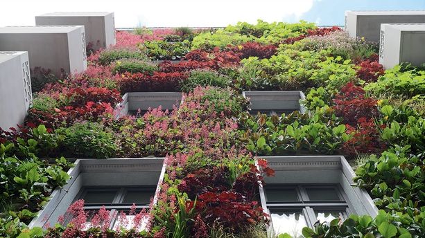 Bauwerksbegrünung: Effekte und Potenziale für klimaresiliente Städte. Foto: Vertiko GmbH