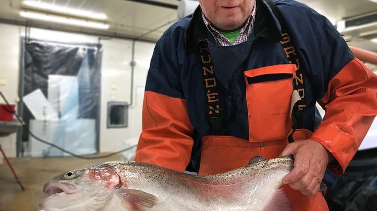 Bengt Gunnarsson från Smögenlax odlar lax i ett innovativt, landbaserat, system som minimerar utsläpp och klimatpåverkan. Ett av de maritima utvecklingsprojekt Innovatum redan är delaktiga i.