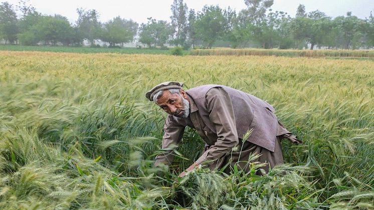 Foto: UNDP Afghanistan