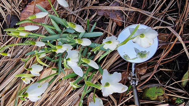 Snödroppar i Slottsträdgården