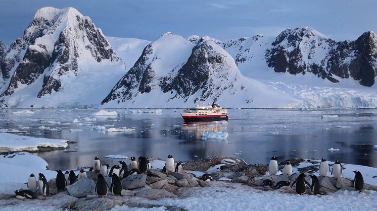 Gentoo penguin at Petermann Island, Antarctica