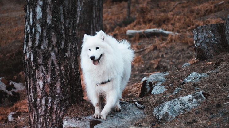 Hund
