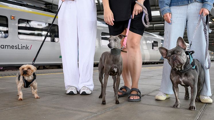 Rail operator launches 'Blue Wag Guide' for dog-friendly days out