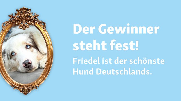 Friedel ist der schönste Hund Deutschlands 2024