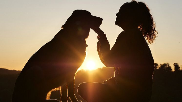 Dognews.jpg