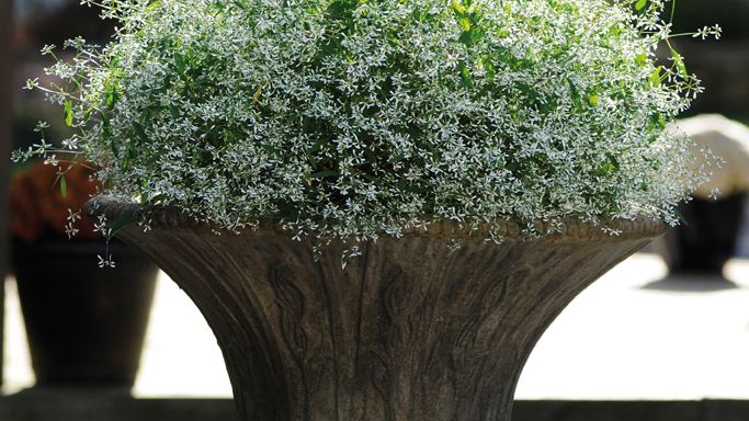 Månadens blomma - maj 2011
