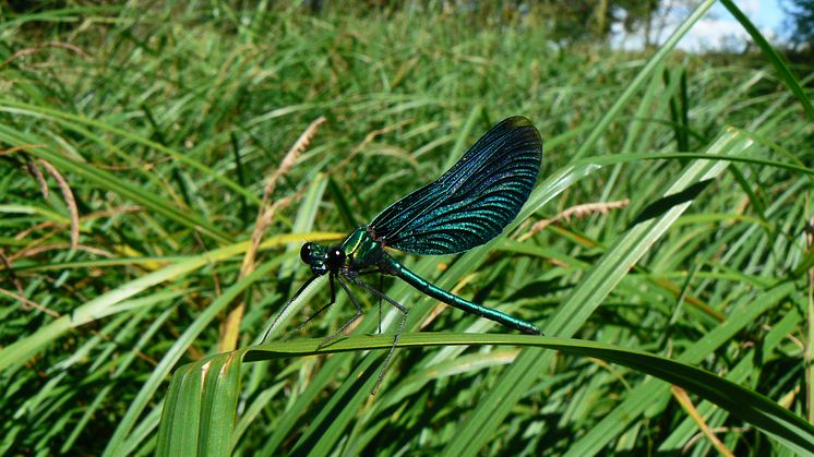 Jungfruslända