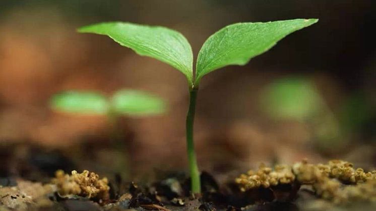 Technical Communication Education Taking Roots in China