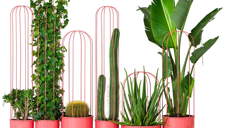 Cacti planteringskärl, design Anki Gneib