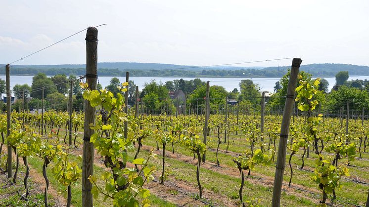 Wasser und Wein – beides kann man in Brandenburg genießen, wie hier in den Weinbergen von Werder an der Havel. Foto: TMB-Fotoarchiv / Maria Falkenberg 
