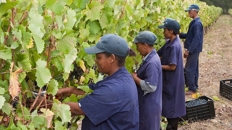 Utställningen Digging for democracy: 02_Solms farmworkers