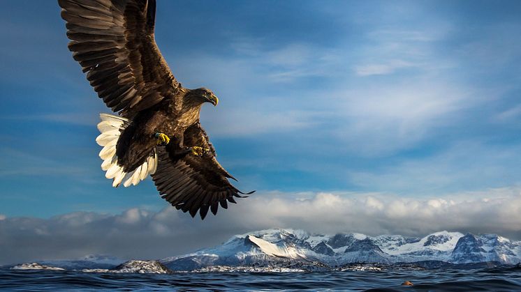 Eagle on hunt (C) Audun Rikardsen