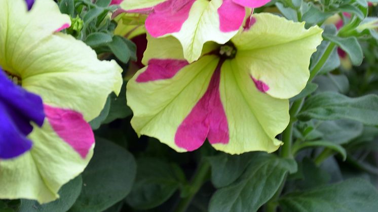 Petunia - är den sofistikerad?