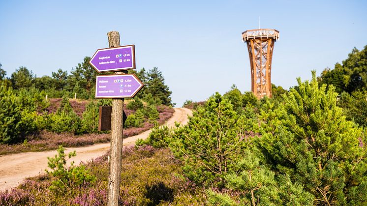 Der „Heide-Erlebnisweg“ führt zum Heideturm inmitten der Kyritz-Ruppiner Heide. Foto: Markus Tiemann.