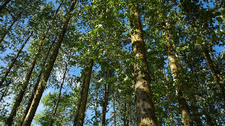 Avverkningsmogna hybridpopplar 26 år efter planteringen i södra Sverige nära Vombsjön. Foto: Almir Karacic