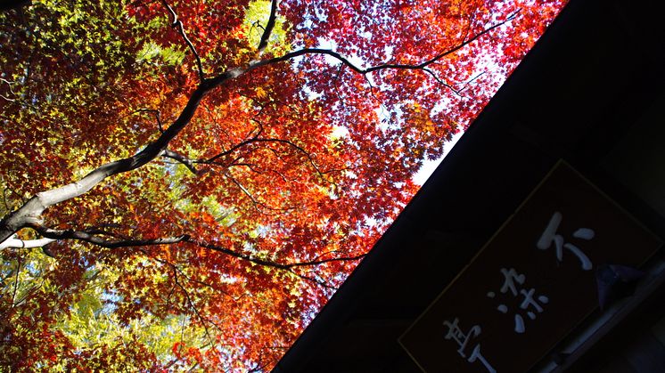 Kawagoe -Fall leaves at Nakain