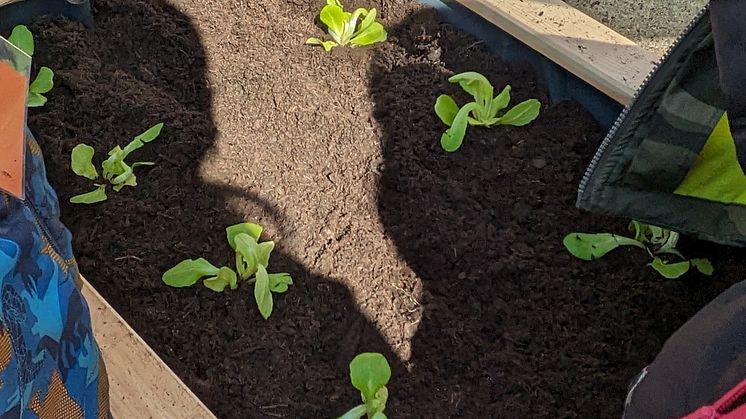 Projekt in der Kita „Purzelbaum“: Studierende und Kinder pflanzen und ernten gemeinsam