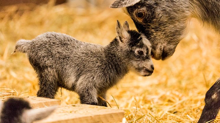 Säkert vårtecken: årets babyboom har startat! 