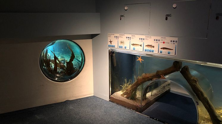 Lekrum med fjärsing på Havets Hus