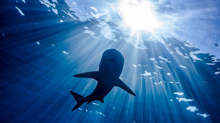 RS14987_shutterstock_1702766656.jpg