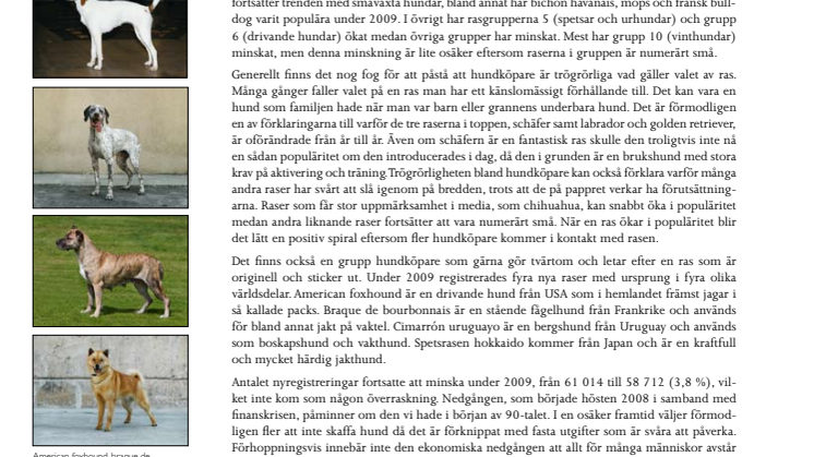 Nakna kineser är trendiga - dvärghundar fortsatt populära 