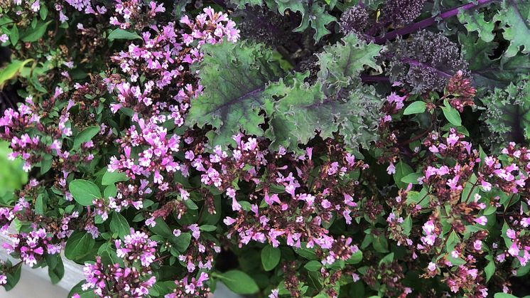 Förutom prydnadsgräs, mörkbladiga växter och blommor i rosa och rödviolett är bland annat perenner som går i silvriga, ljusgula och blåvioletta toner givna som sällskapsväxter.