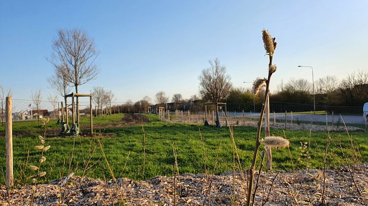 Trädplantering i Rydebäck. Foto Elias Halling