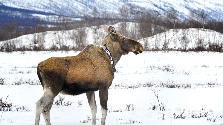 För första gången har forskare samtidigt mätt hjärtslag och temperatur hos älg under lång tid under naturliga förhållanden. Foto: Jon Arnemo