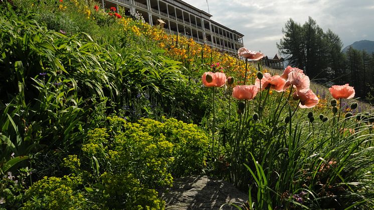 Artenvielfalt, Botanischer Garten Schatzalp, Davos