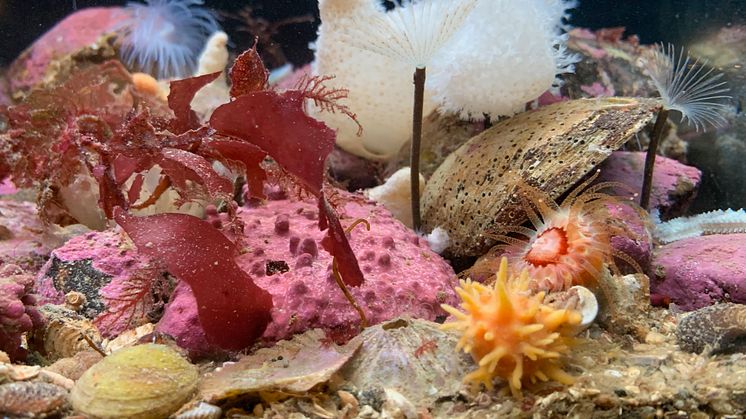 Biologisk mångfald – temat för Västerhavsveckan 2020