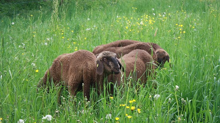 Goetheanum-Gartenpark – beweidet auch vom Engadiner Bergschaf
