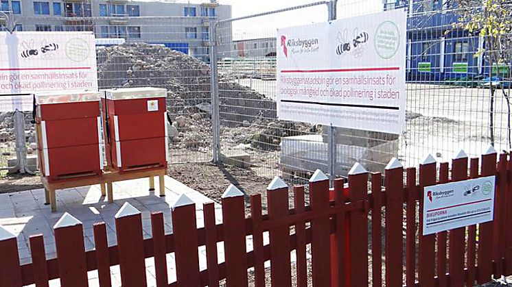Riksbyggens stadsbin bidrar till biologisk mångfald och ökad pollinering i Uppsala