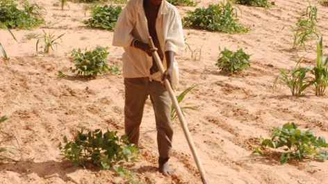 Torrtåliga arter frodas trots att regnen återvänder i Sahel