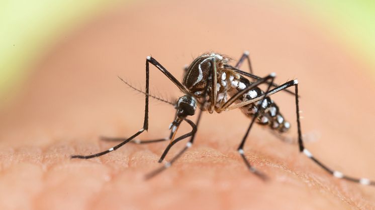 In Spanien haben sich erstmals drei Touristen mit dem Chikungunya-Virus infiziert. Überträger der in der Regel nicht tödlich, aber teilweise äußerst schmerzhaft verlaufenden Krankheit sind Tigermücken wie der Art Aedes albopictus.