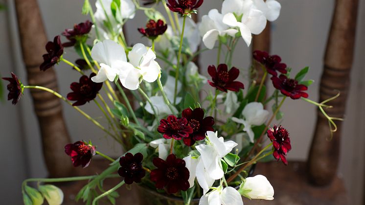 HR8_Chokladskära Lathyrus snitt