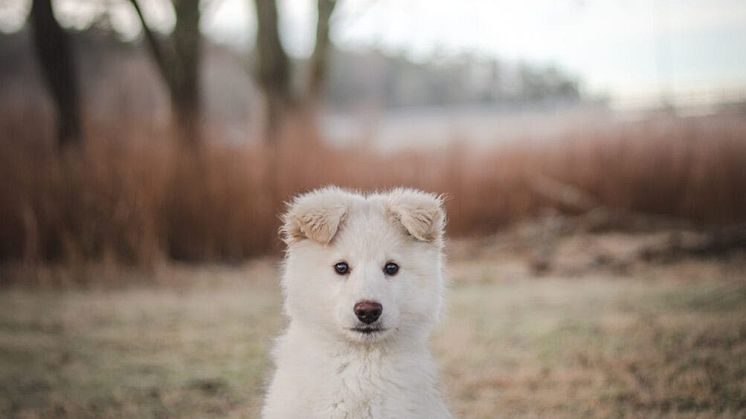 Hundstallet.jpg