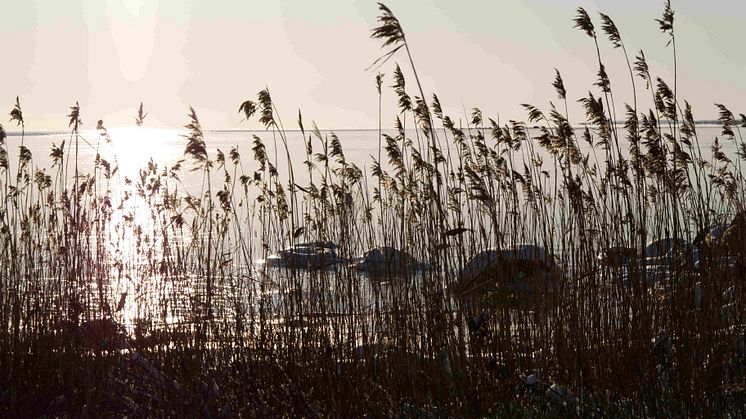 Kalmarsundsveckan – Kalmars egen hållbarhetsvecka