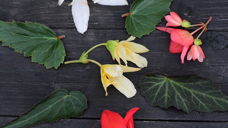 Begonia boliviensis Summerwings Boliviabegonia Foto @annikasnaturligating