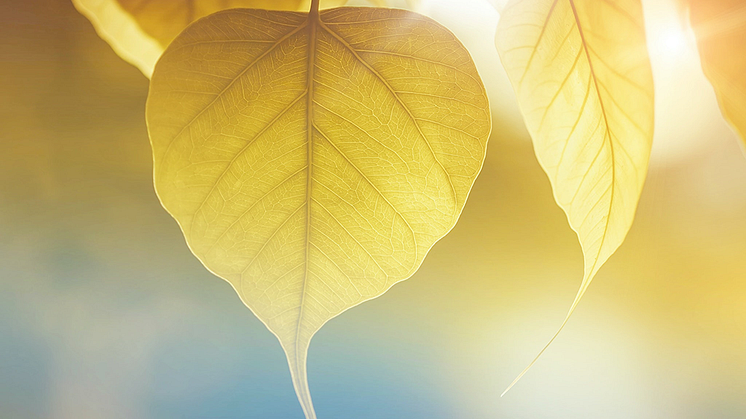 Photo by NEOSiAM 2021 from Pexels