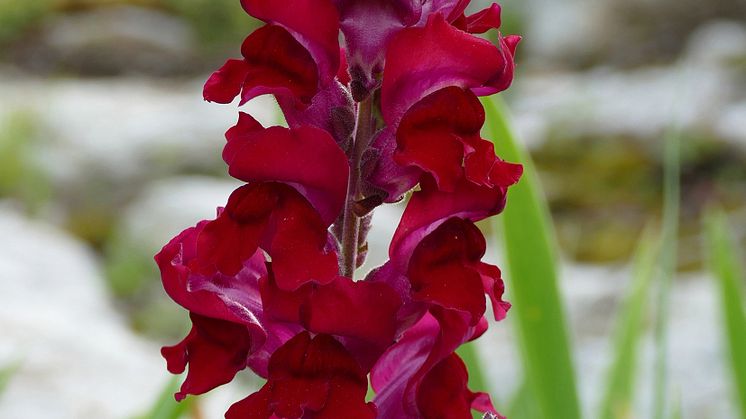 BL_Lejongap Ruby_327677