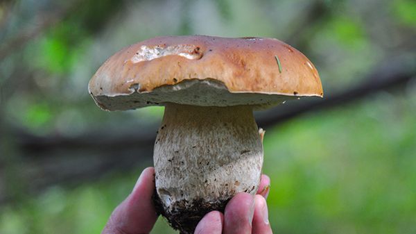 Det här kan du hitta i svampskogen just nu