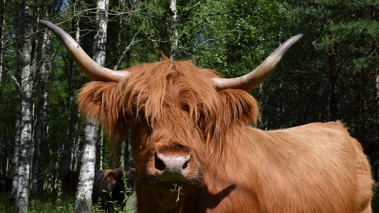 Det torra  vädret gör att många av kommunens djurägare har brist på bete och foder. Foto: Helen Clargården