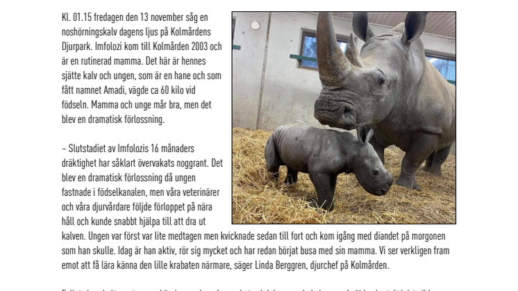 En noshörningsunge har sett dagens ljus på Kolmården